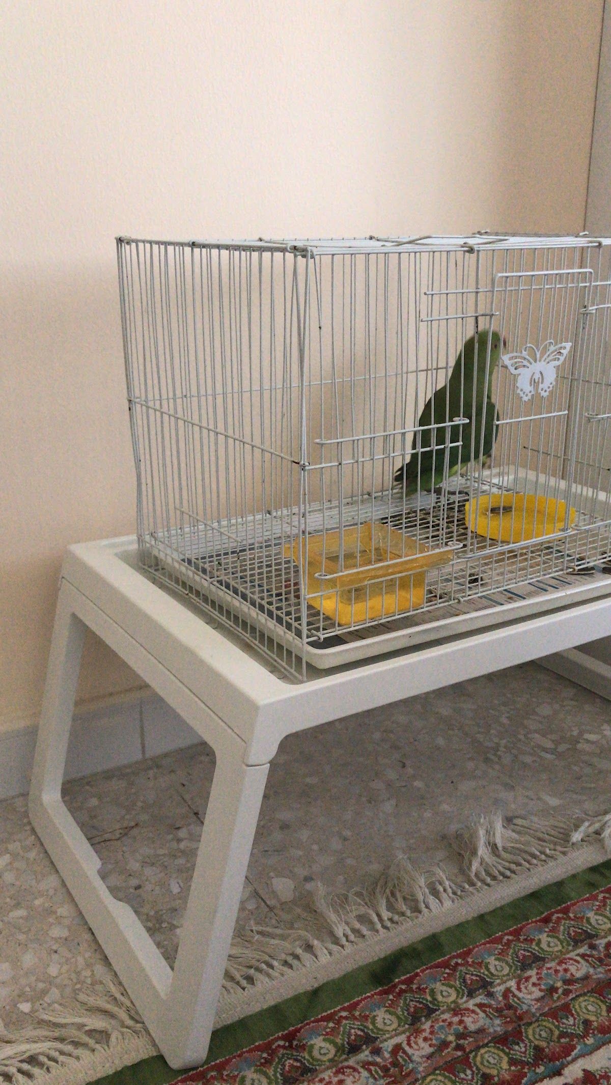 Jassina Fish Aquarium & Birds shop 4