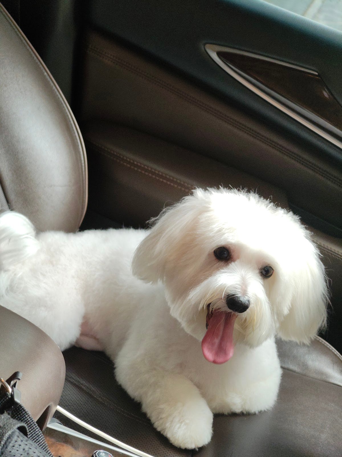 Tree Pet Salon photo 2