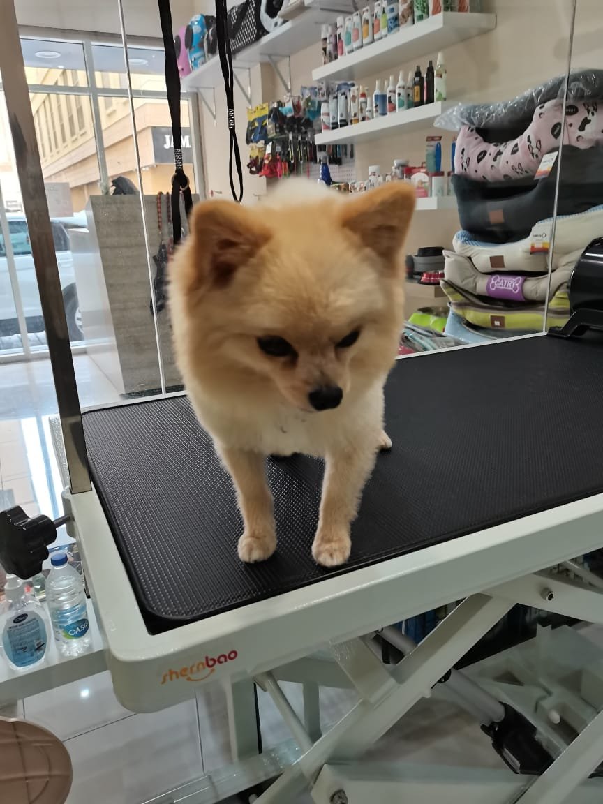 Tree Pet Salon photo 3