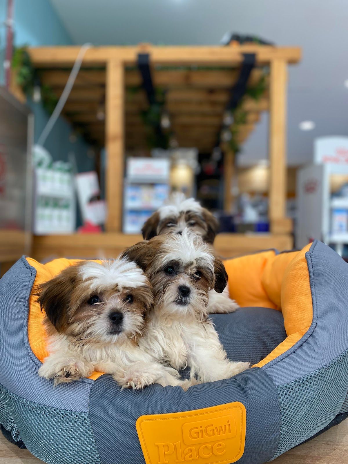 Canine Styles Pet Shop & Grooming Salon 3