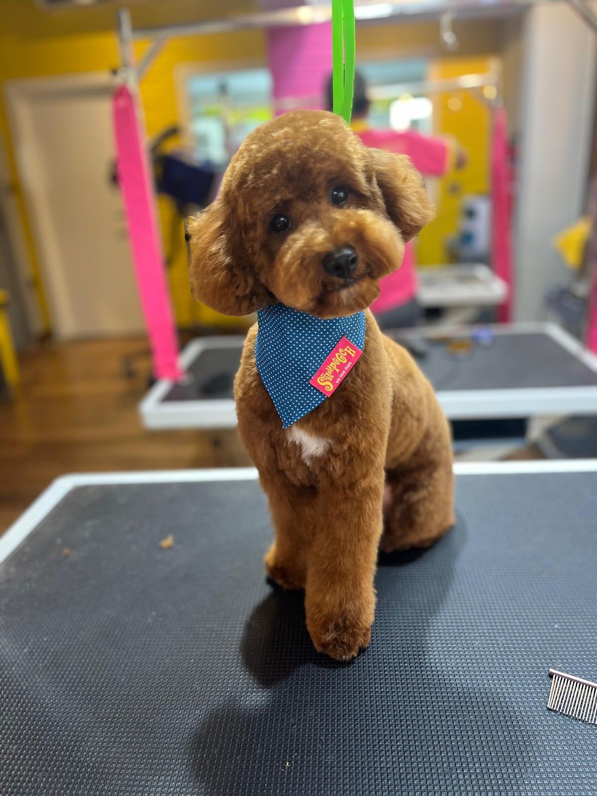 SHAMPOOCH Pet Grooming 3
