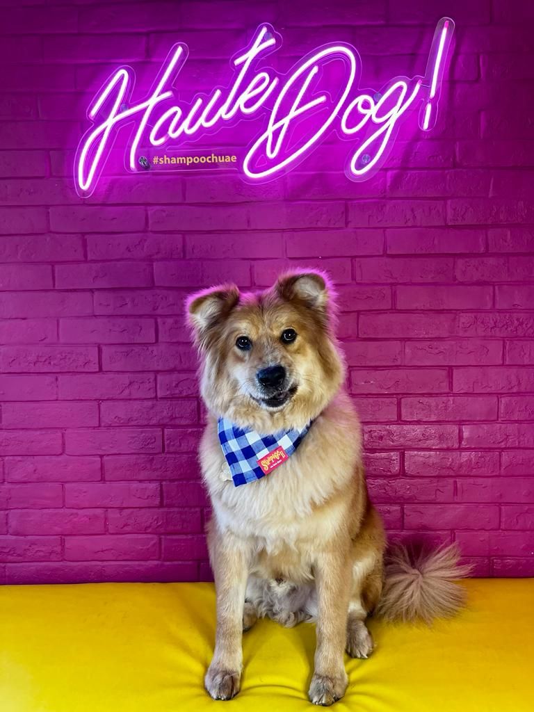 SHAMPOOCH Pet Grooming 5