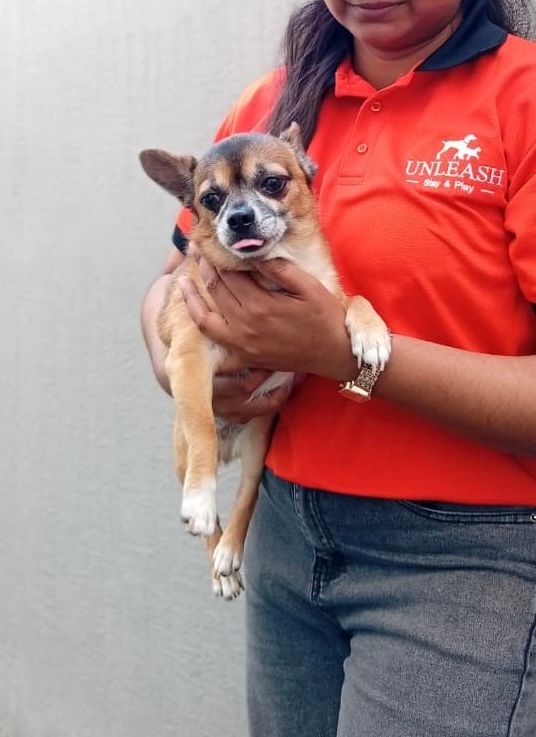 Unleash Dubai (Pet Boarding, Daycare & Grooming) 5