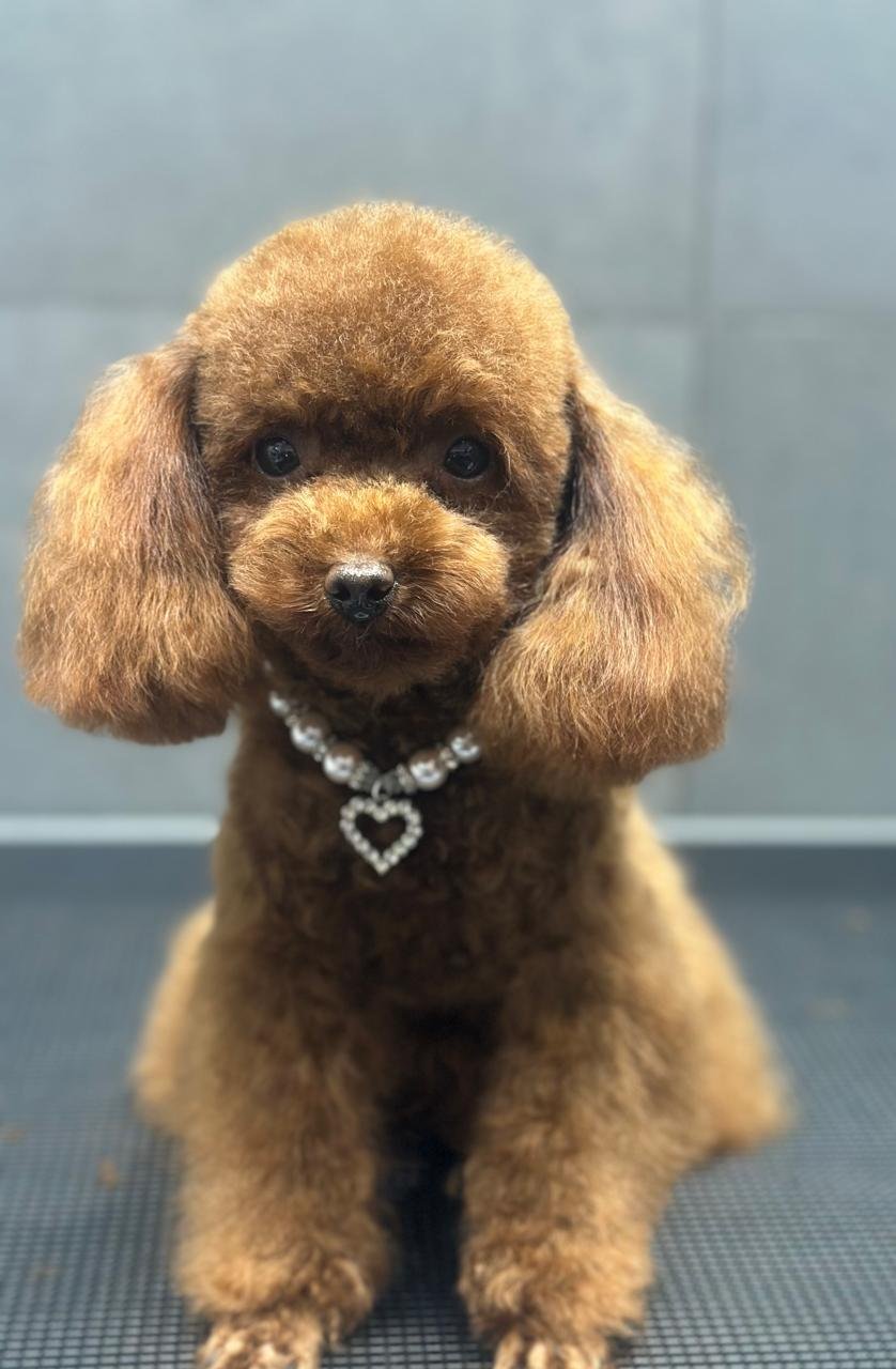 PetsFirst Veterinary Clinic and Grooming photo 3