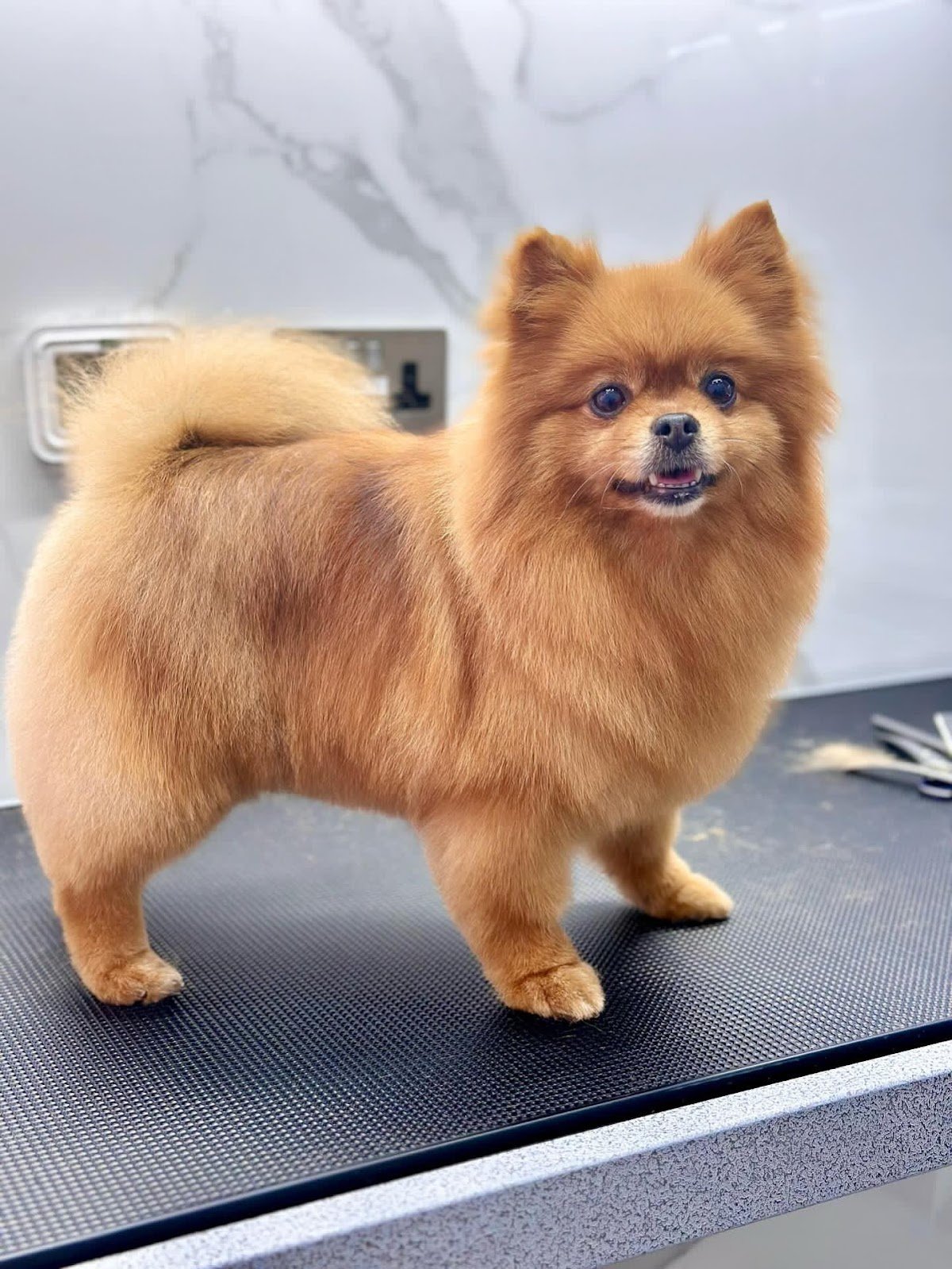 PetsFirst Veterinary Clinic and Grooming photo 4