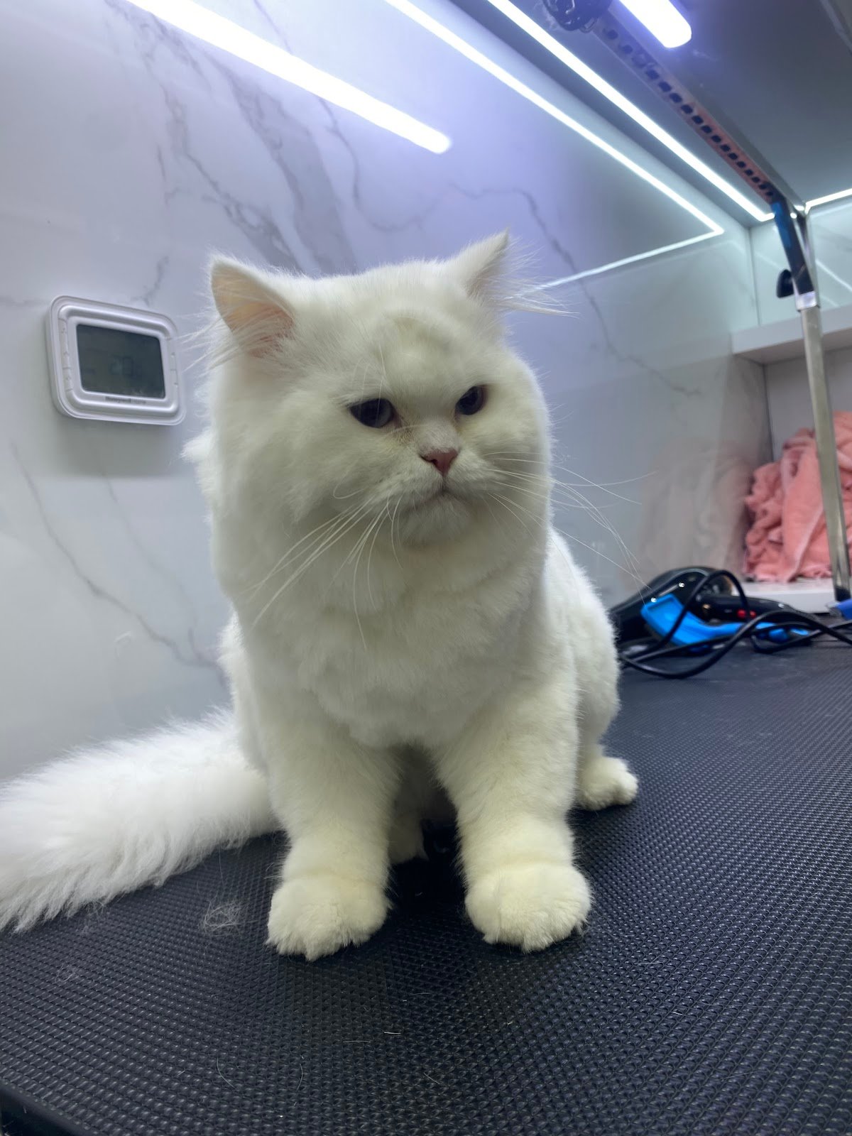 PetsFirst Veterinary Clinic and Grooming photo 5