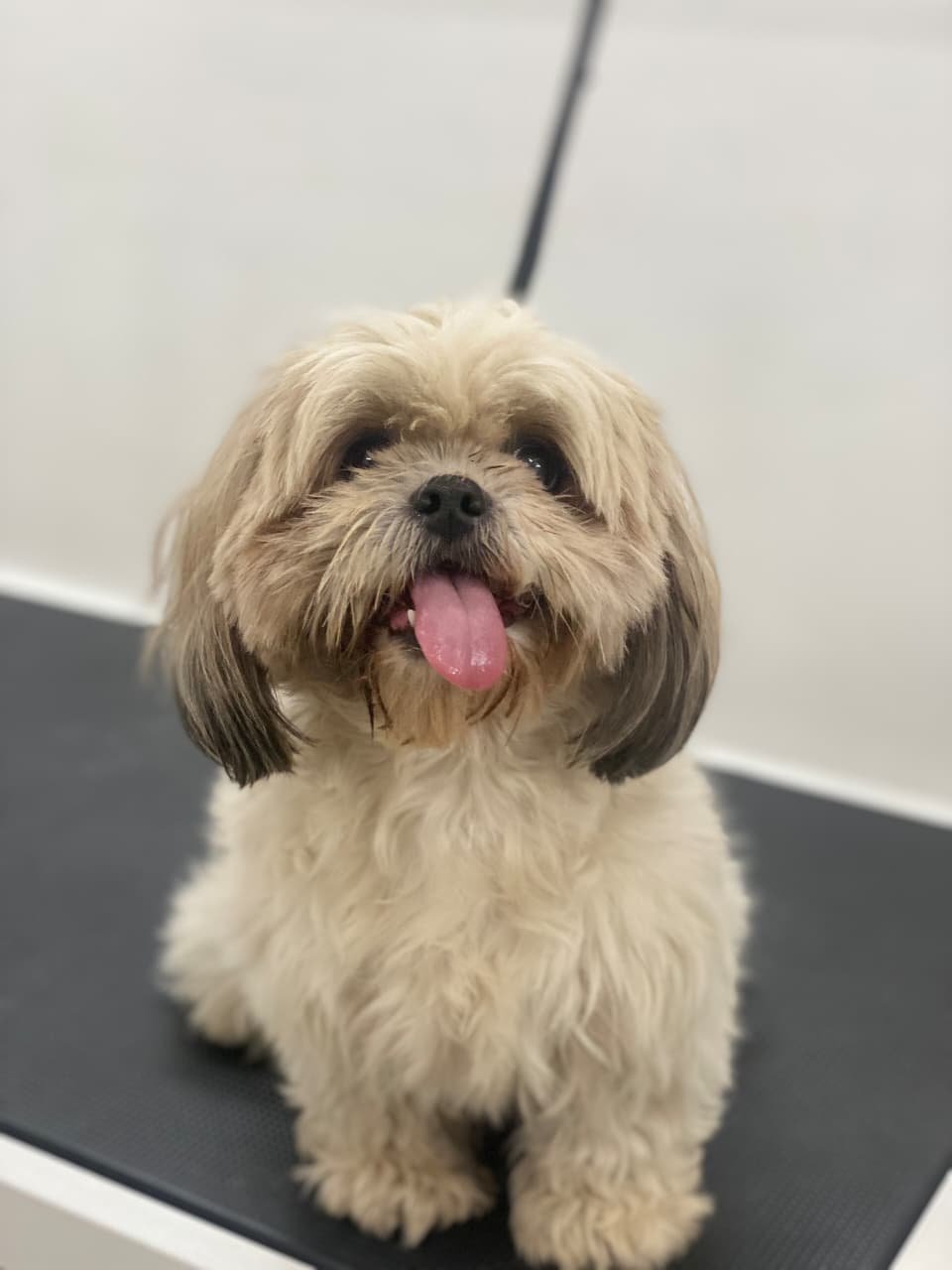Pet Plaza Pet Grooming