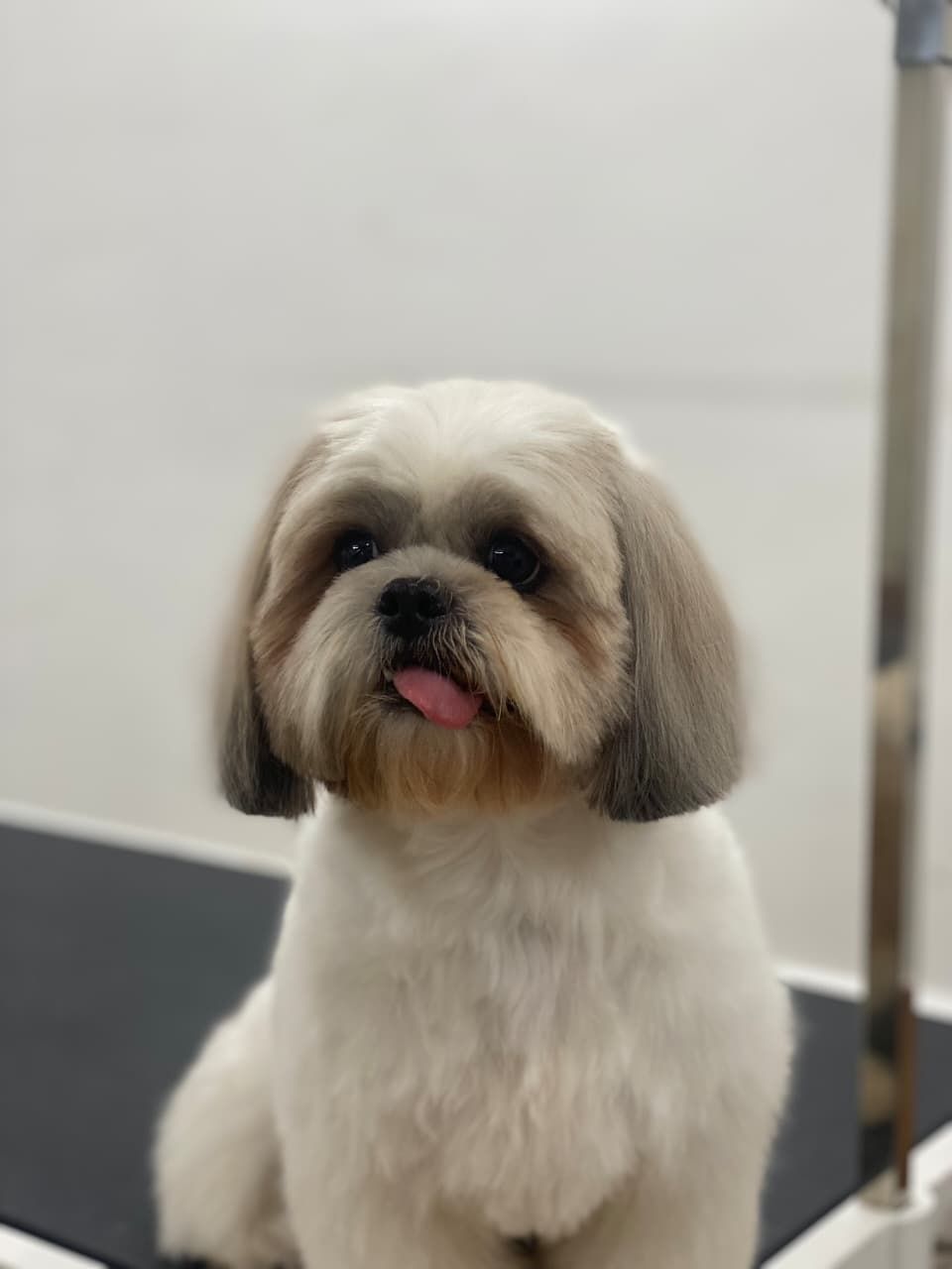 Pet Plaza Pet Grooming 3