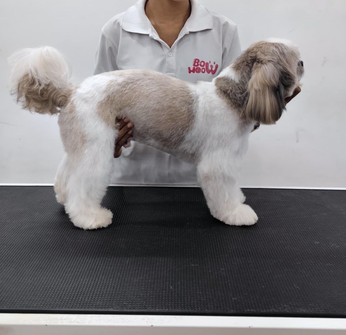 Pet Plaza Pet Grooming 4