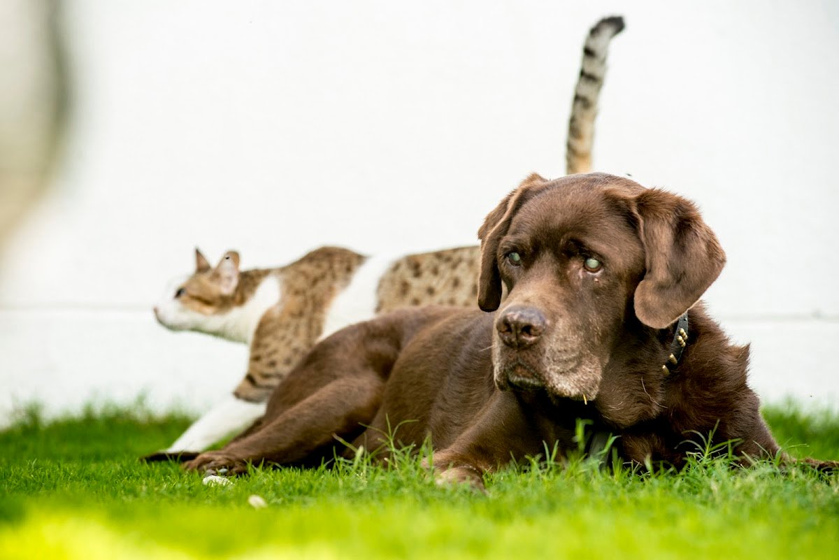 Al Barsha Veterinary Clinic LLC