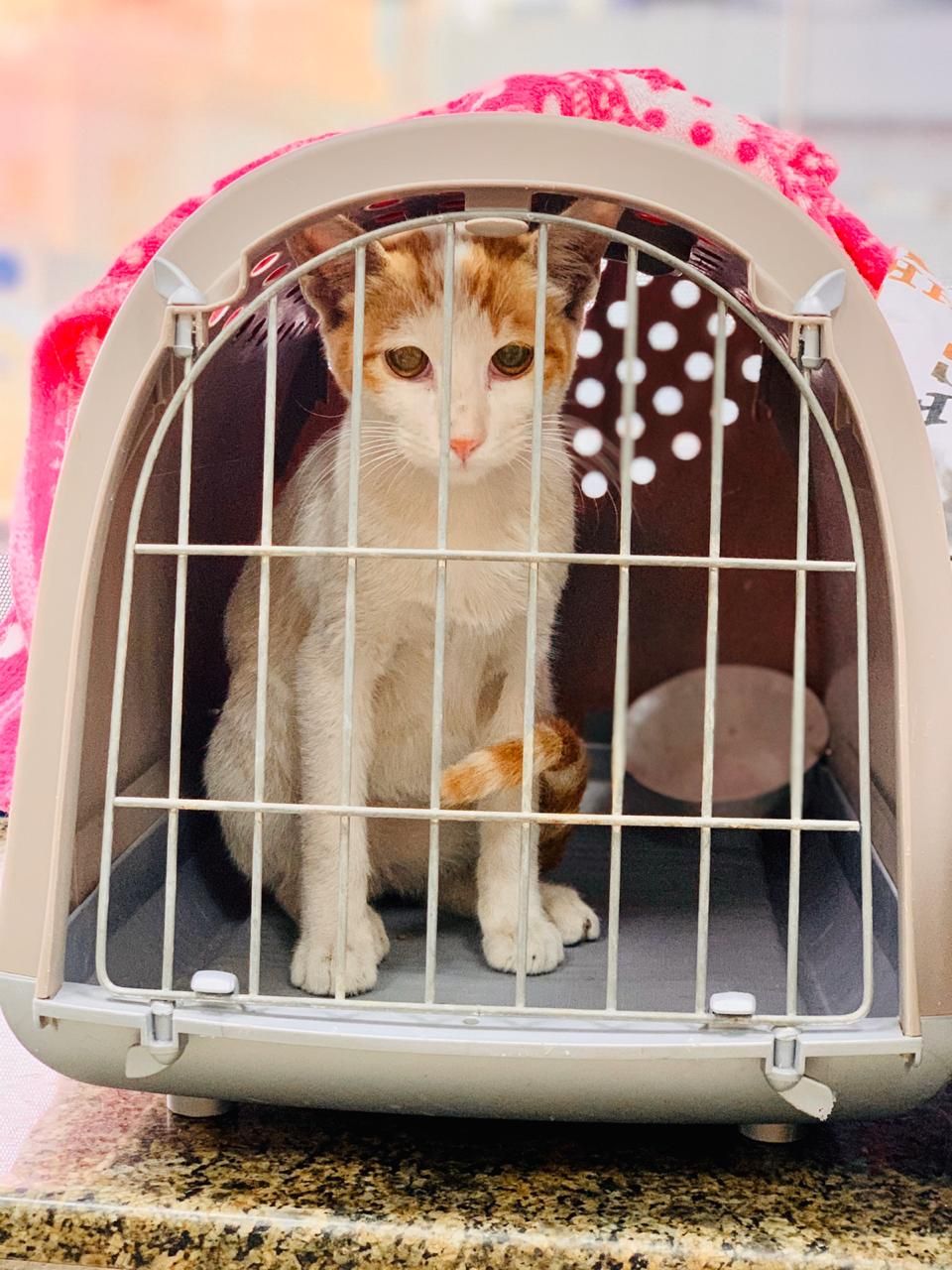 Al Barsha Veterinary Clinic LLC 3