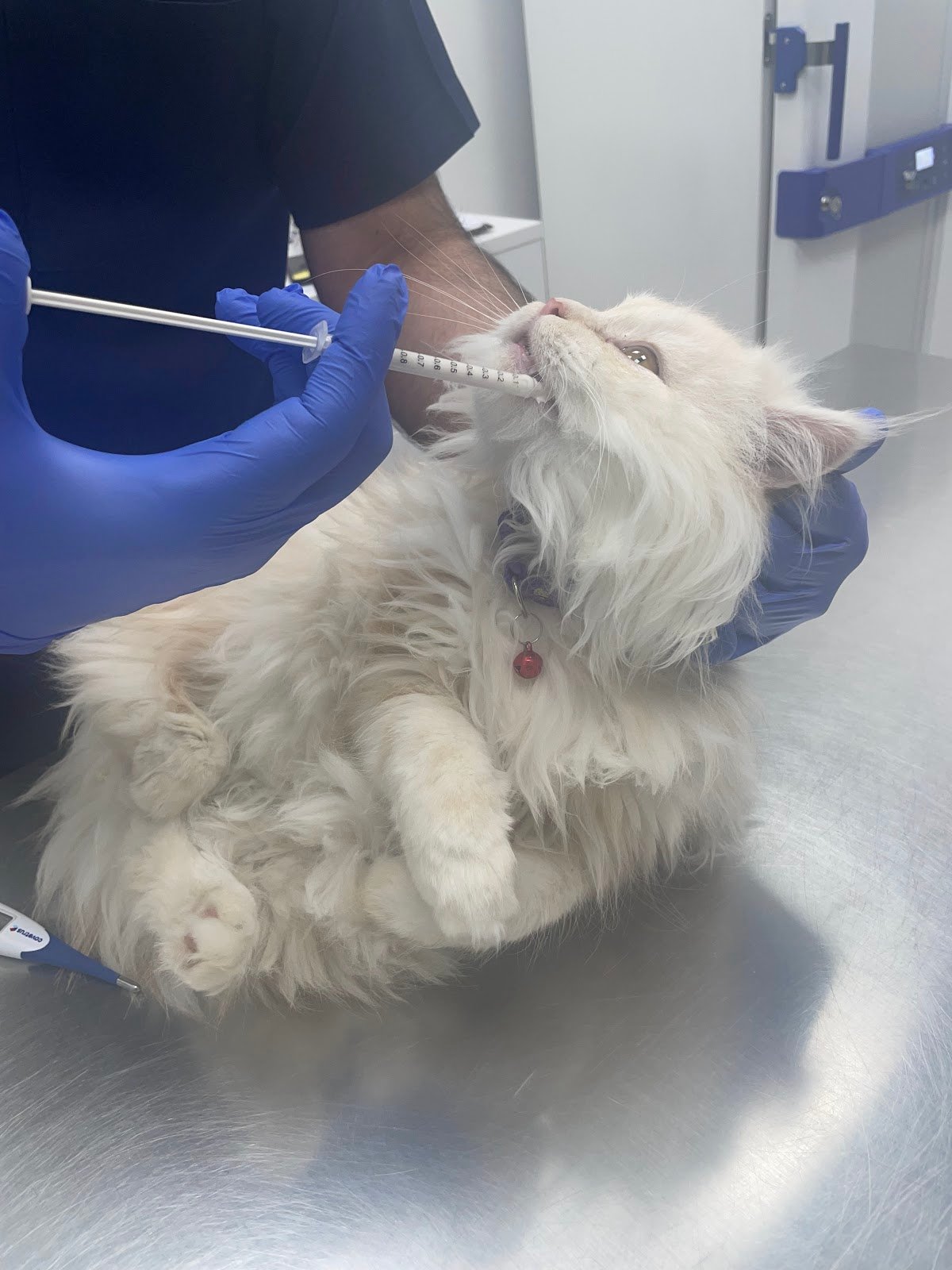 Sharjah Municipality Veterinary Clinic