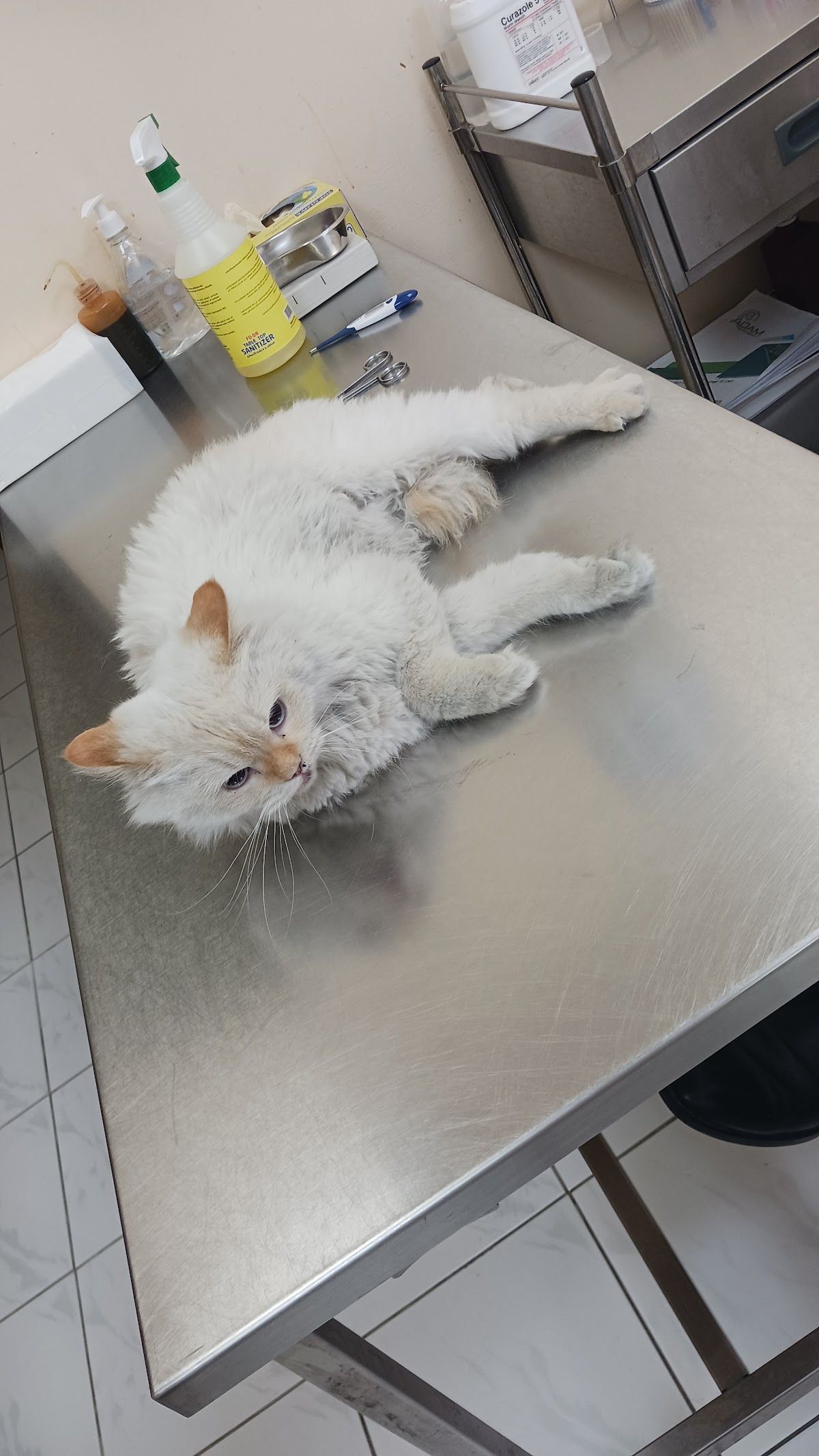 Sharjah Municipality Veterinary Clinic 3