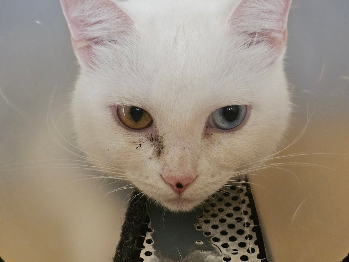 Sharjah Municipality Veterinary Clinic 4