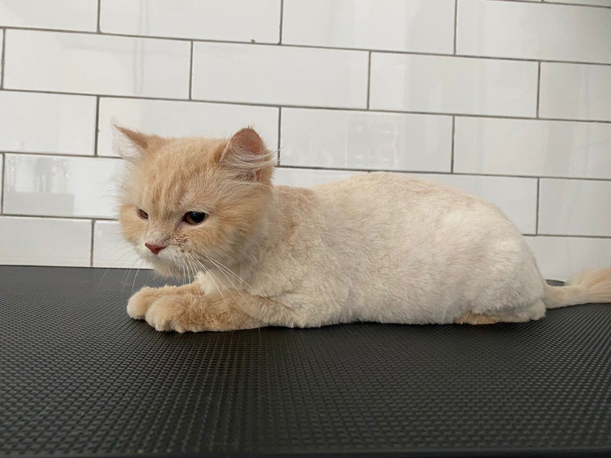 Pawfection Domestic Pets Grooming 3