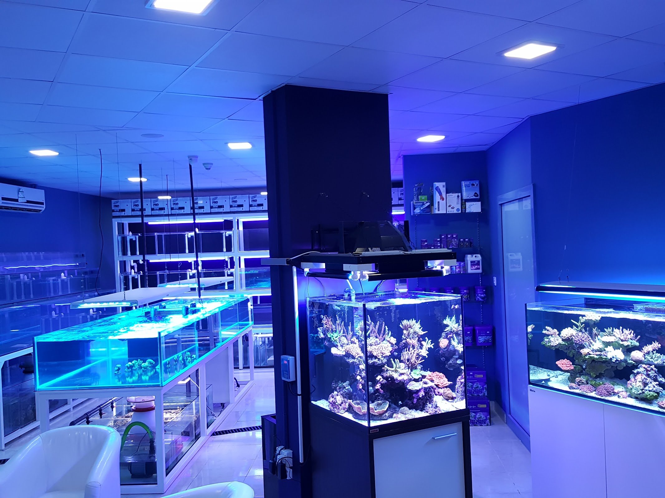 Reeflections Fish & Live Animals Trading
