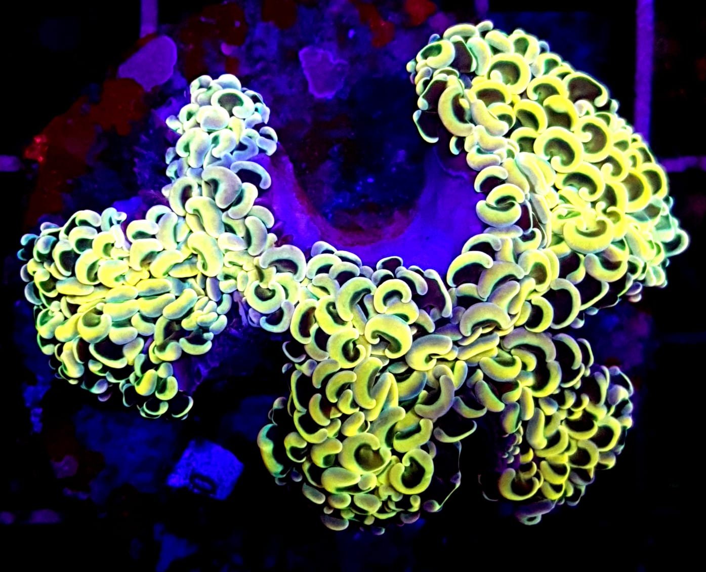 Reeflections Fish & Live Animals Trading photo 2