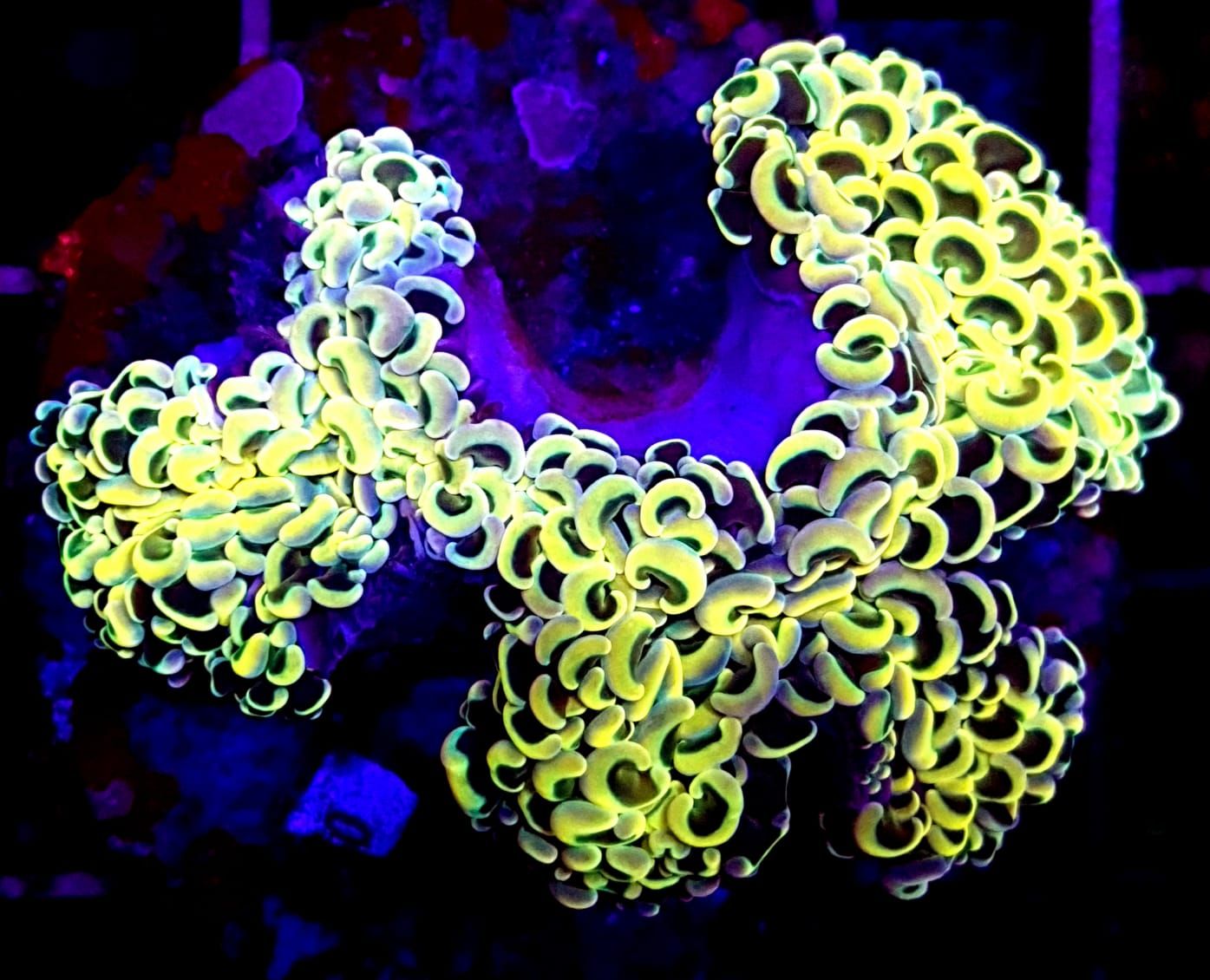 Reeflections Fish & Live Animals Trading 2