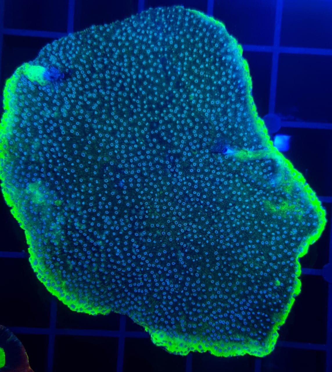 Reeflections Fish & Live Animals Trading 3