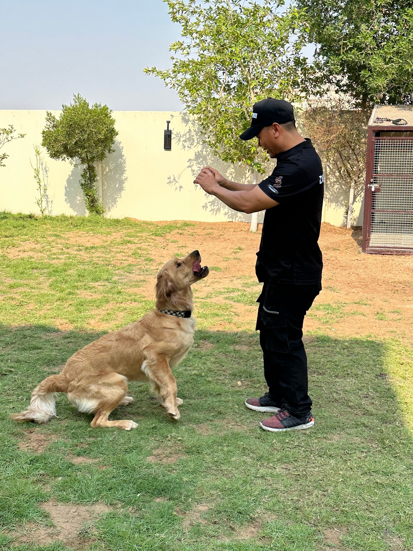 Urban Paws Fitness