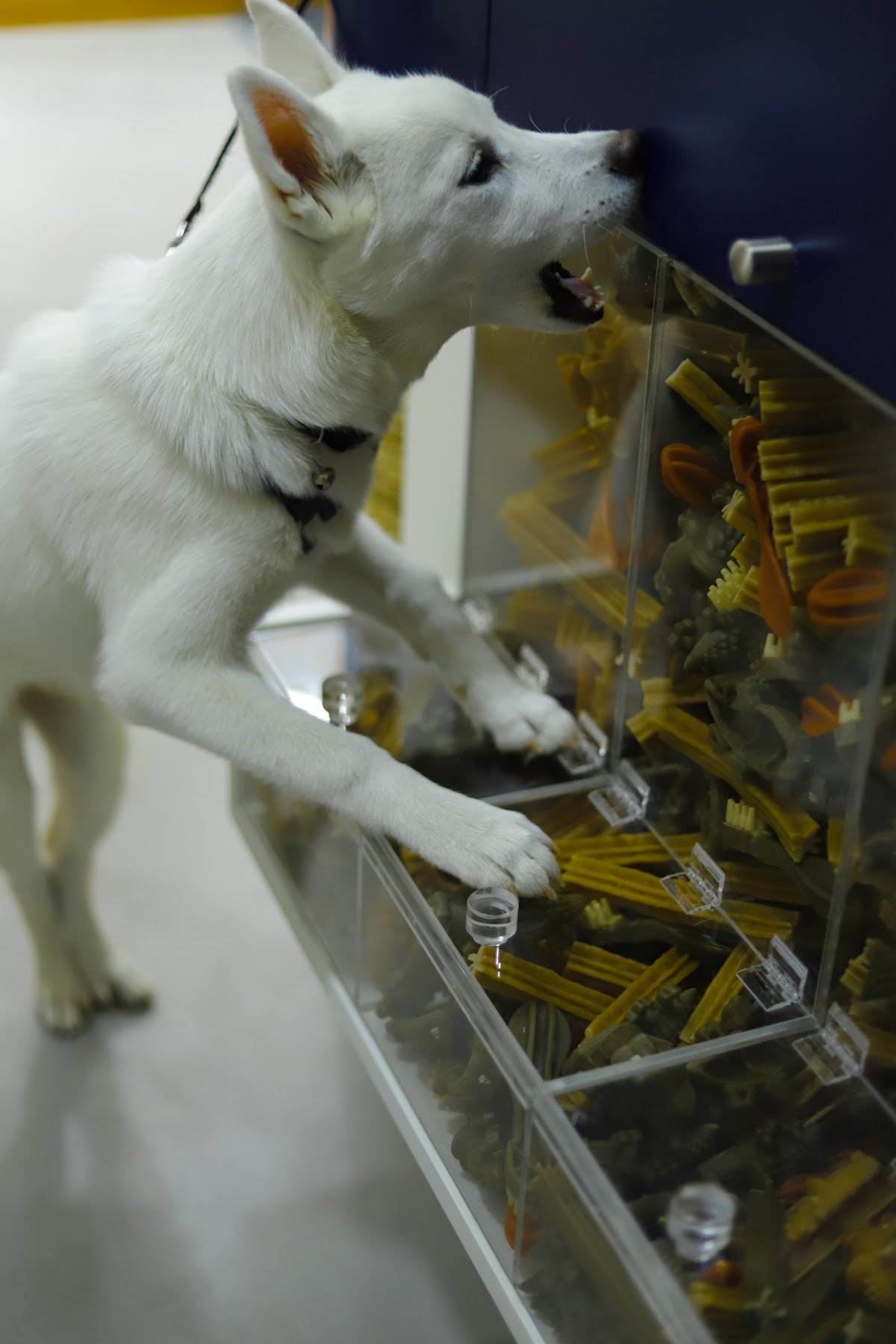 Modern Vet JLT photo 3