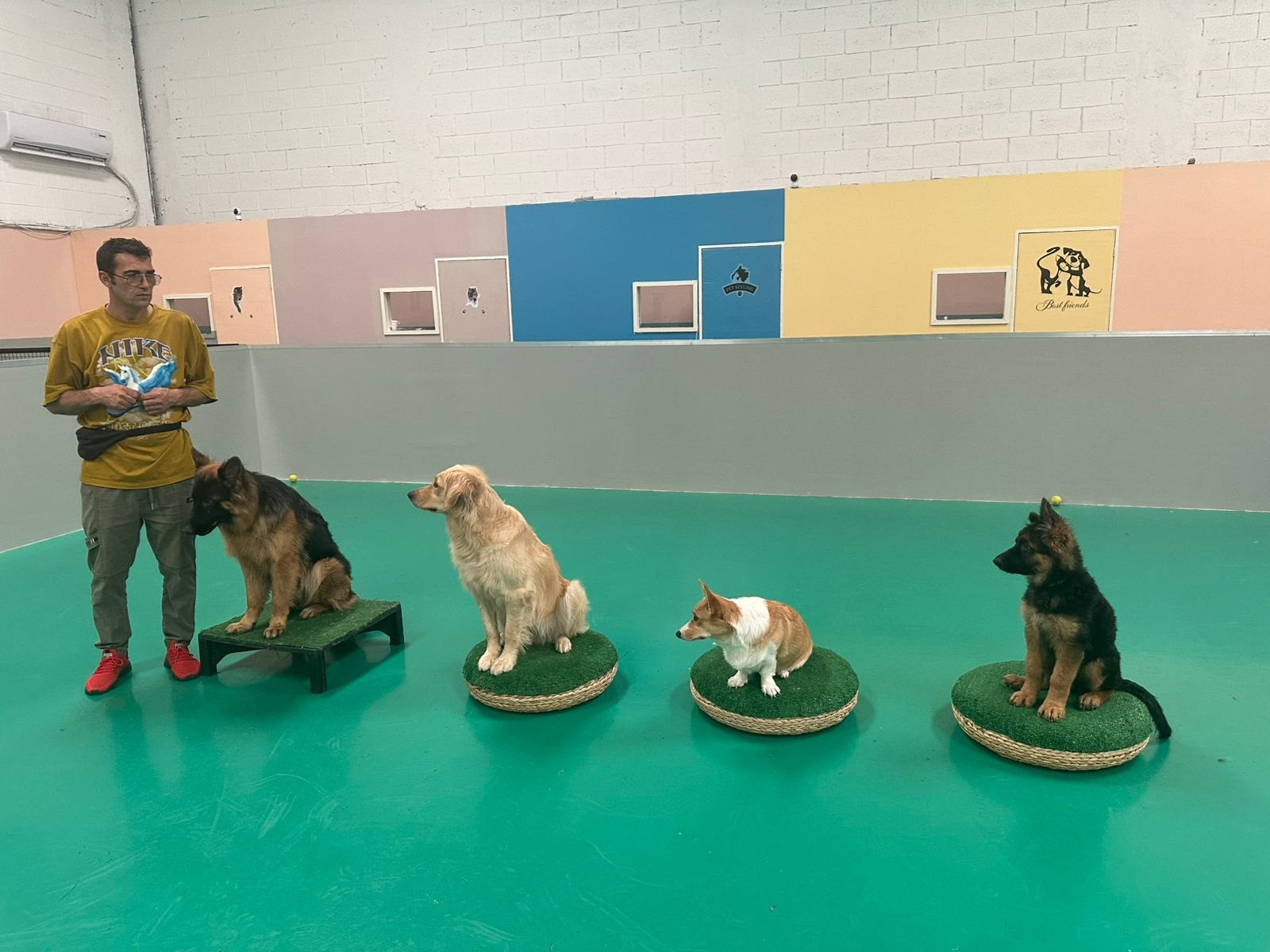 Cleverdog photo 2
