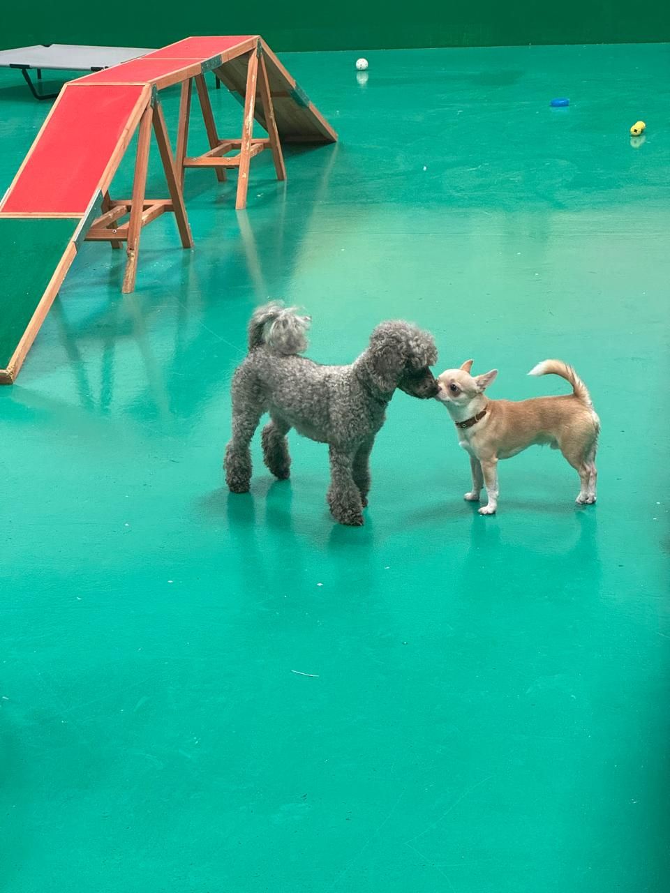 Cleverdog 3
