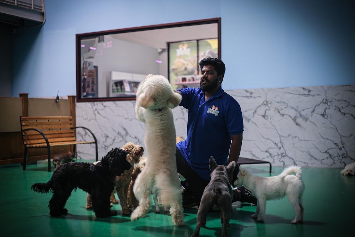 Pet Fun Park - Dog Boarding, Dog Daycare & Pet Grooming 2