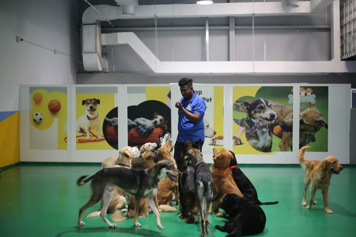 Pet Fun Park - Dog Boarding, Dog Daycare & Pet Grooming 3