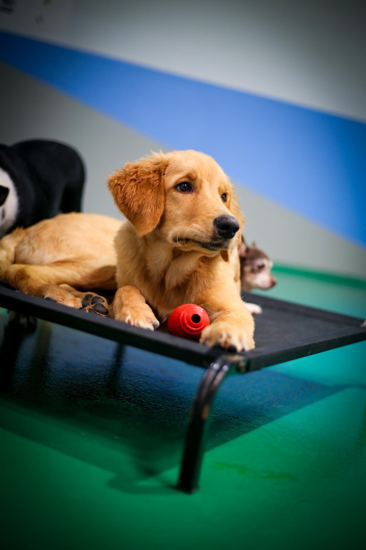 Pet Fun Park - Dog Boarding, Dog Daycare & Pet Grooming 5
