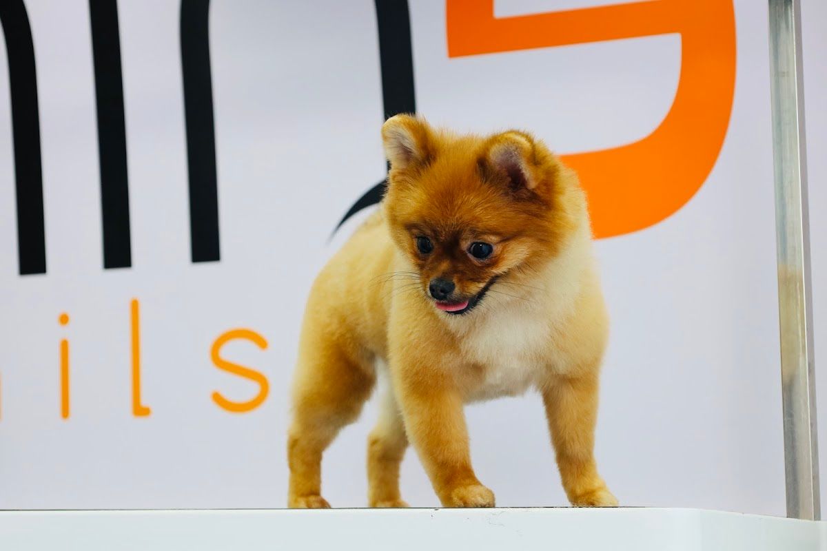 Nine Tails 3