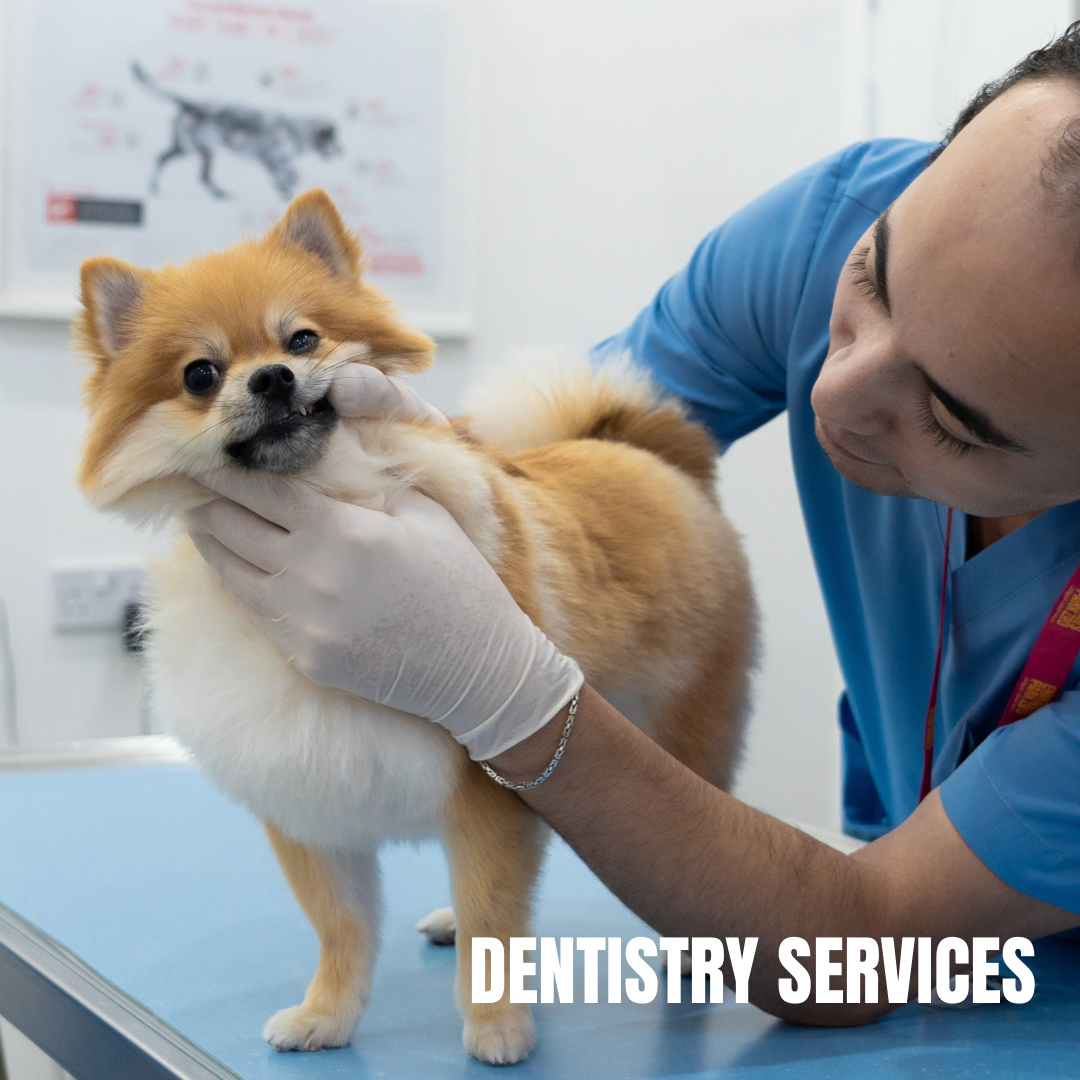 ZVC Veterinary Center 3