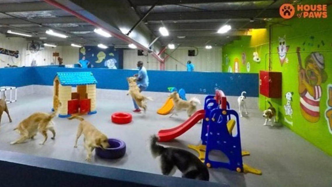 House of Paws