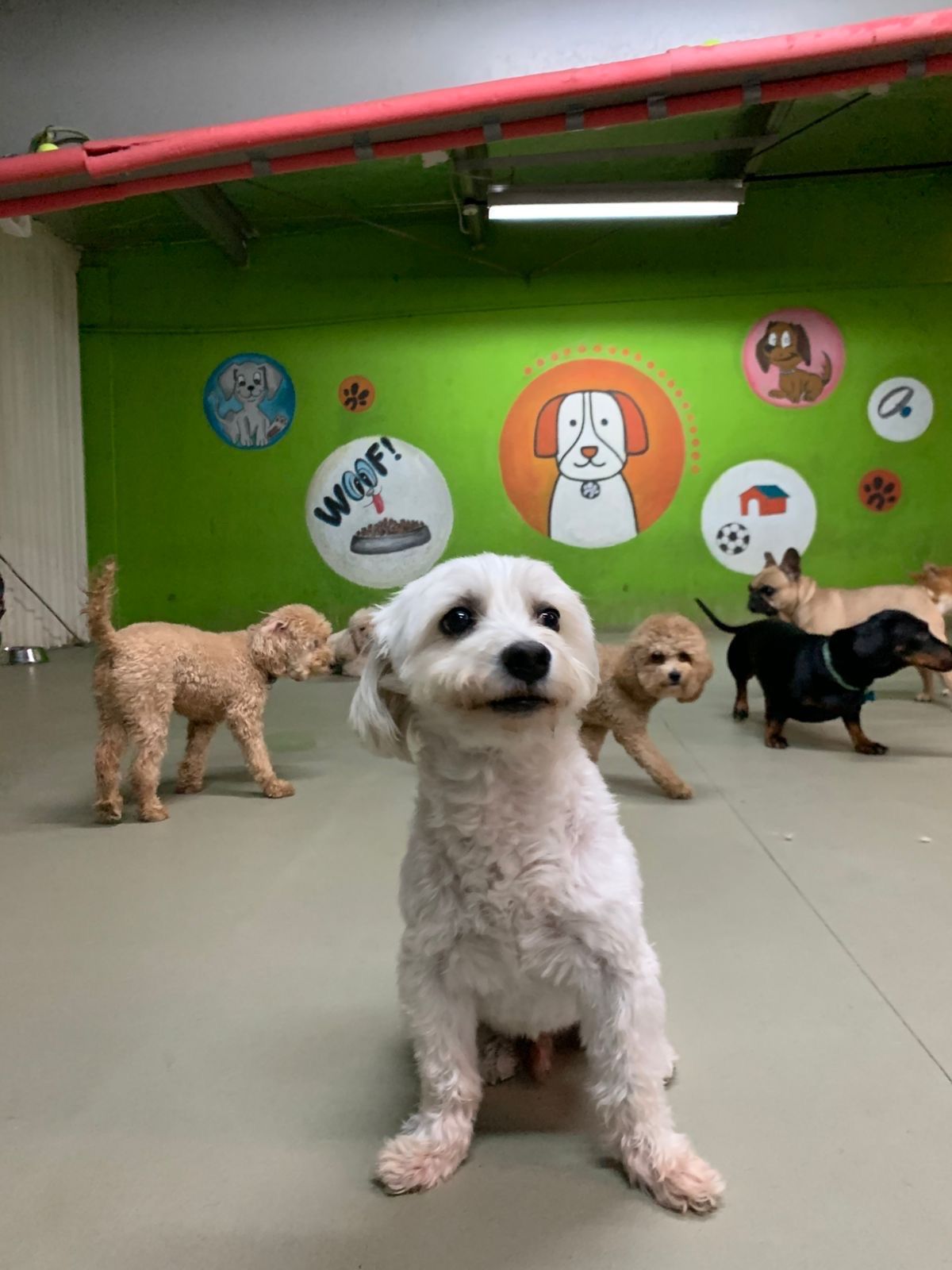House of Paws 4