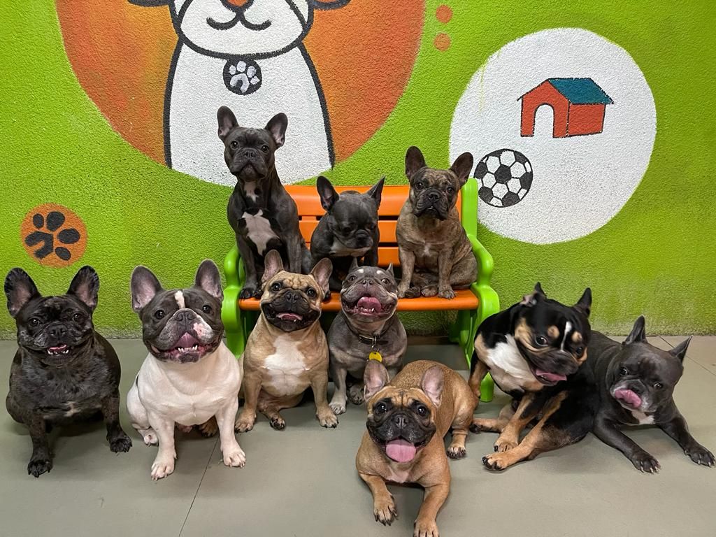 House of Paws 5