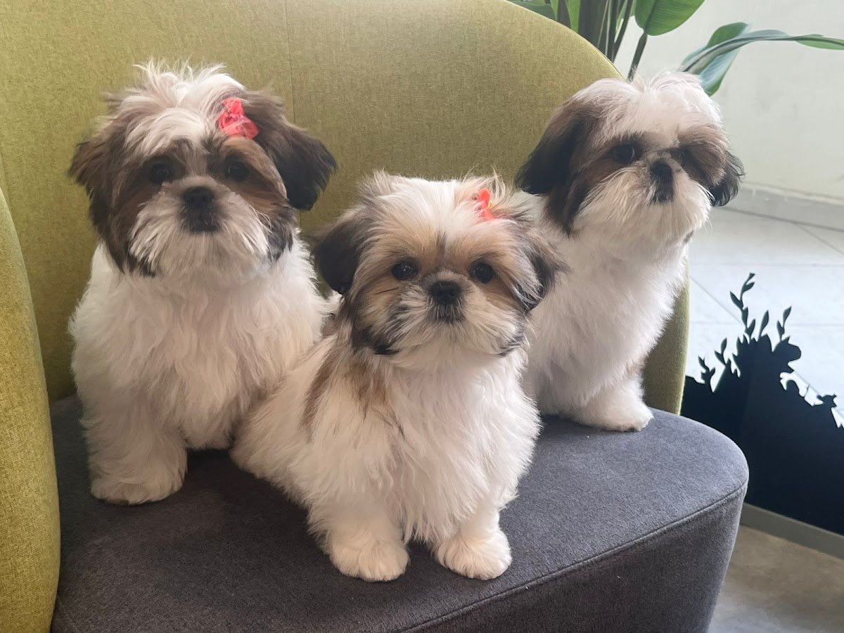 WELLPET VETERINARY CLINIC ويلبت عيادة بيطرية