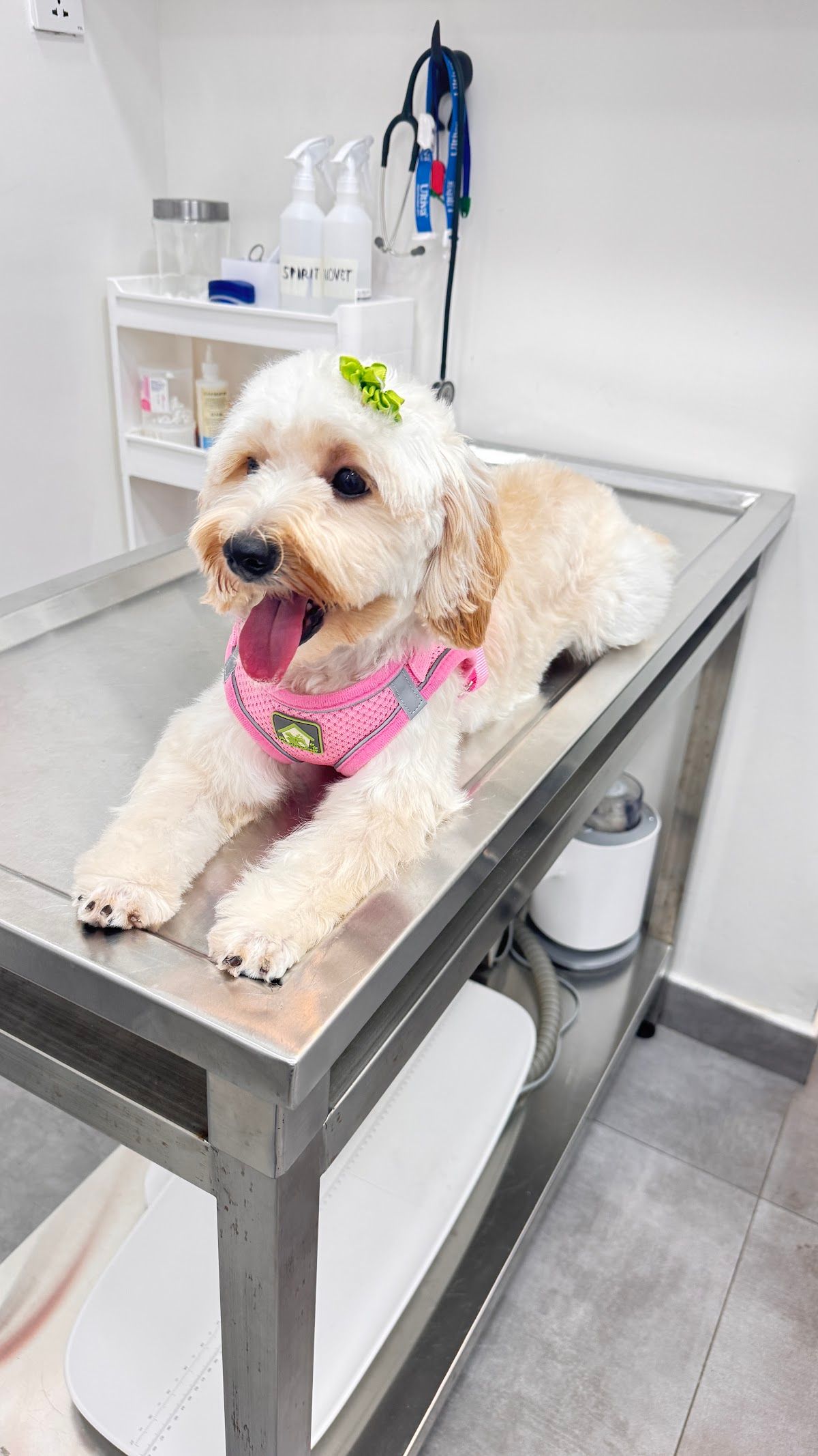 WELLPET VETERINARY CLINIC ويلبت عيادة بيطرية 2