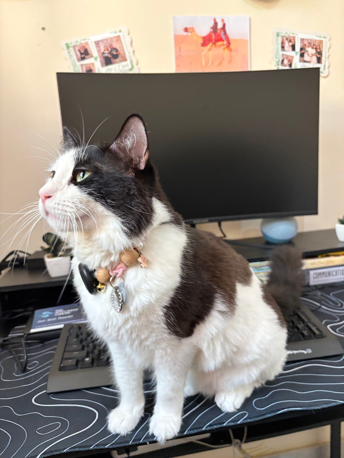 WELLPET VETERINARY CLINIC ويلبت عيادة بيطرية 4