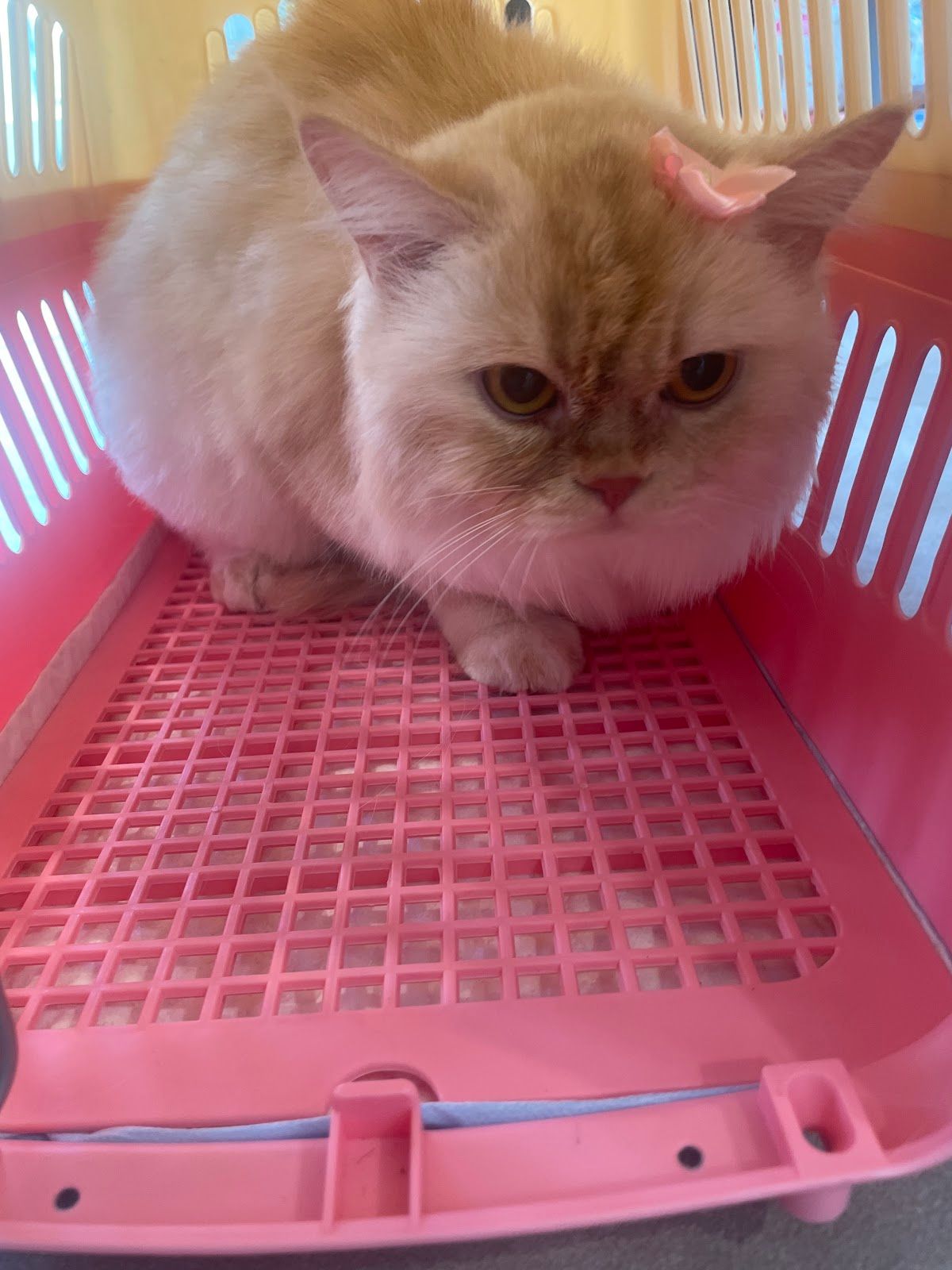 WELLPET VETERINARY CLINIC ويلبت عيادة بيطرية 5