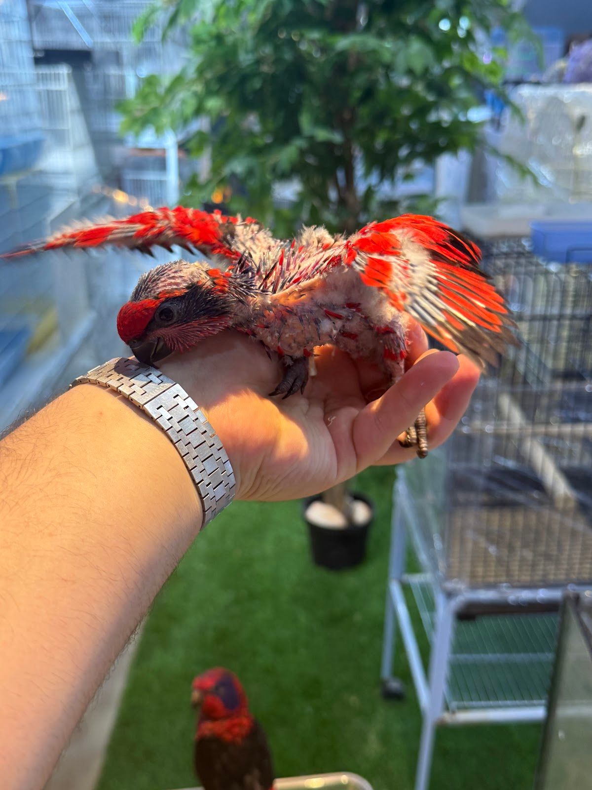 Kangar Pet Shop 2