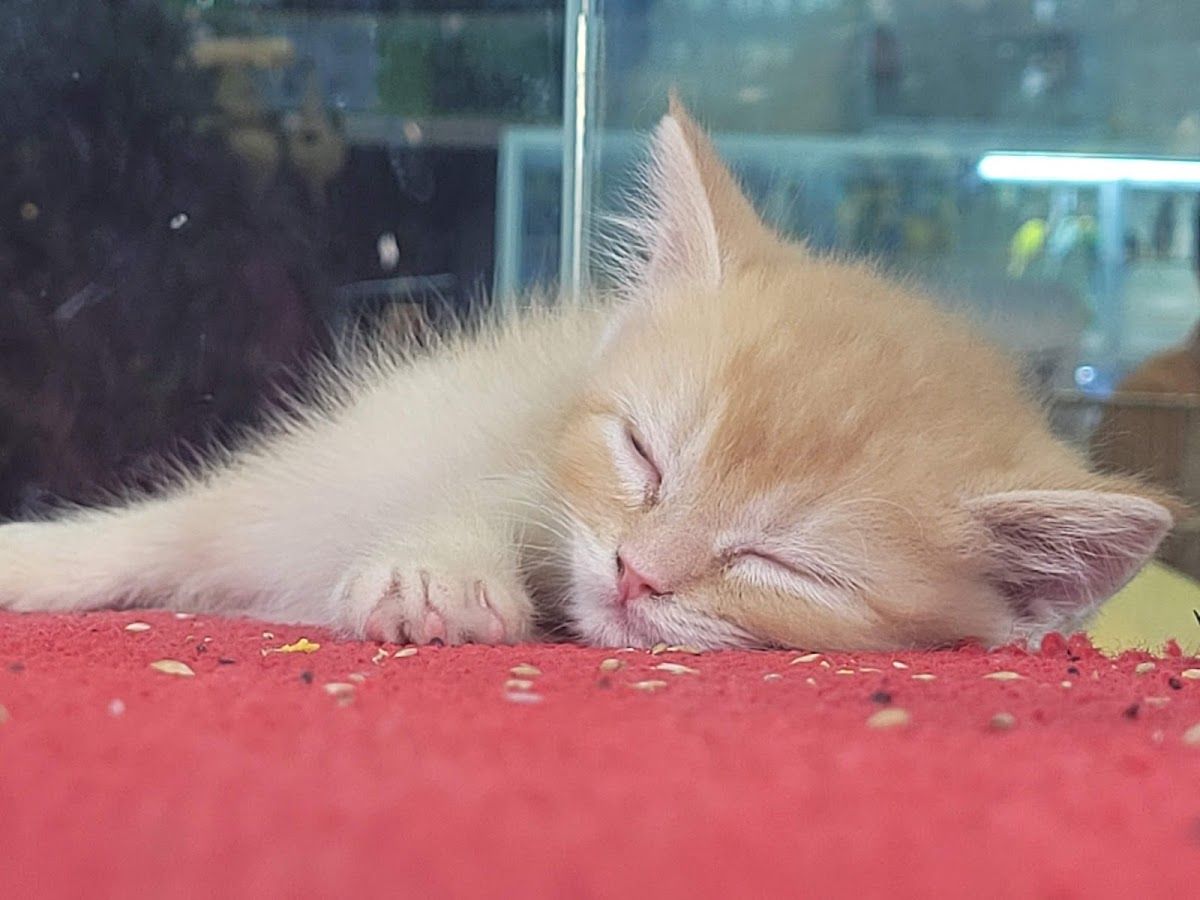 Kangar Pet Shop 3
