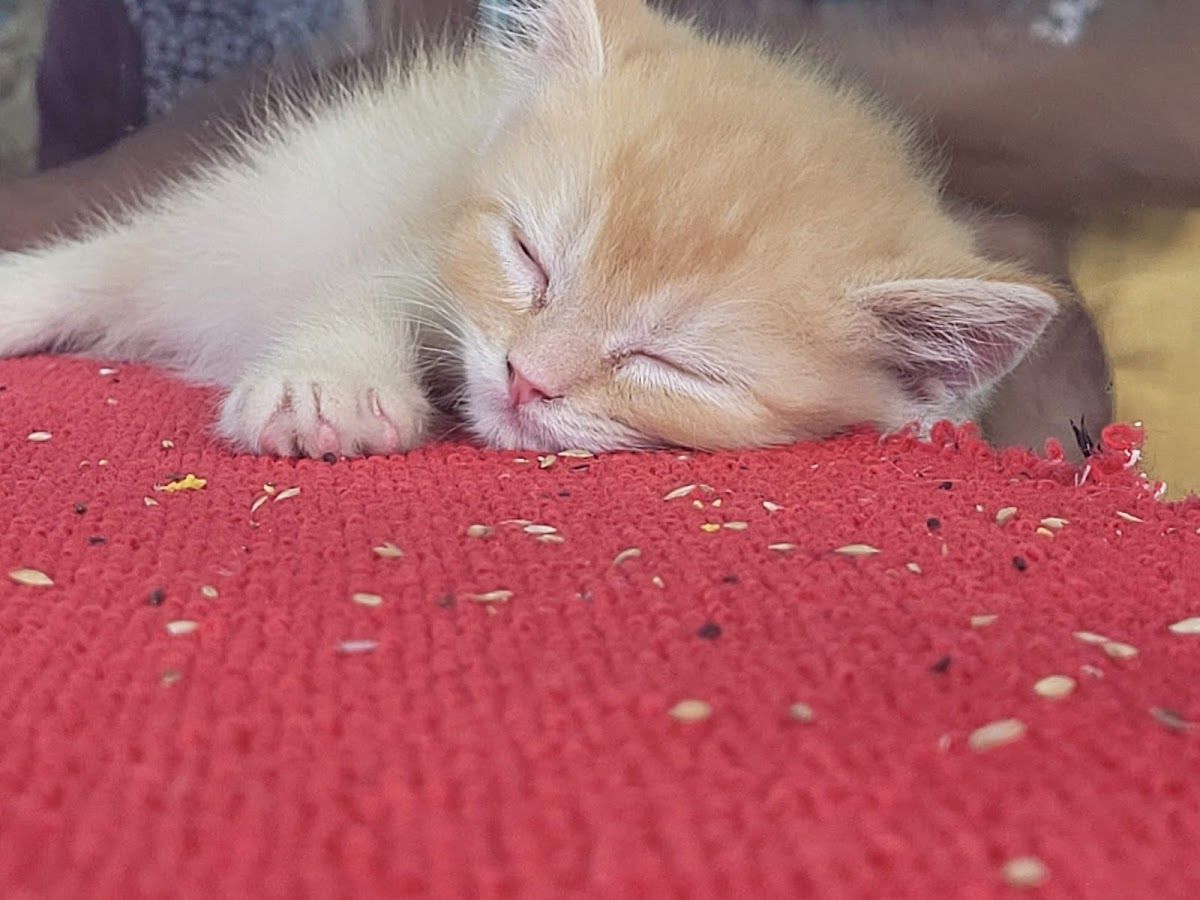 Kangar Pet Shop 5
