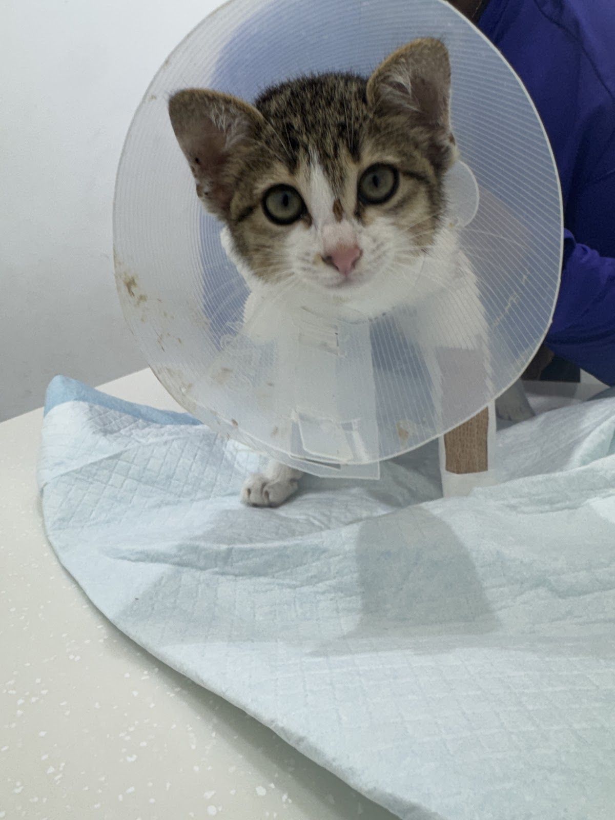 Hub Pet Veterinary Clinic 2