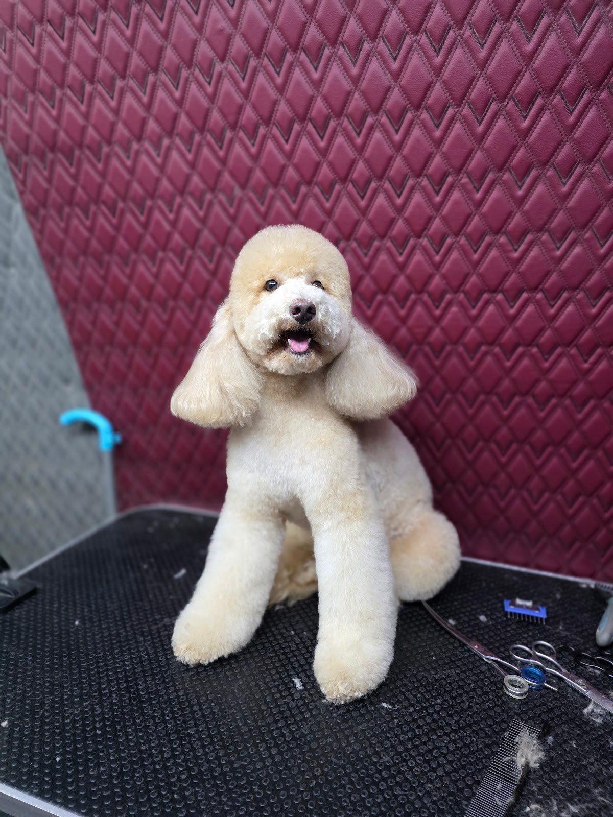 “Home Pet Grooming Dubai | The Furrys
