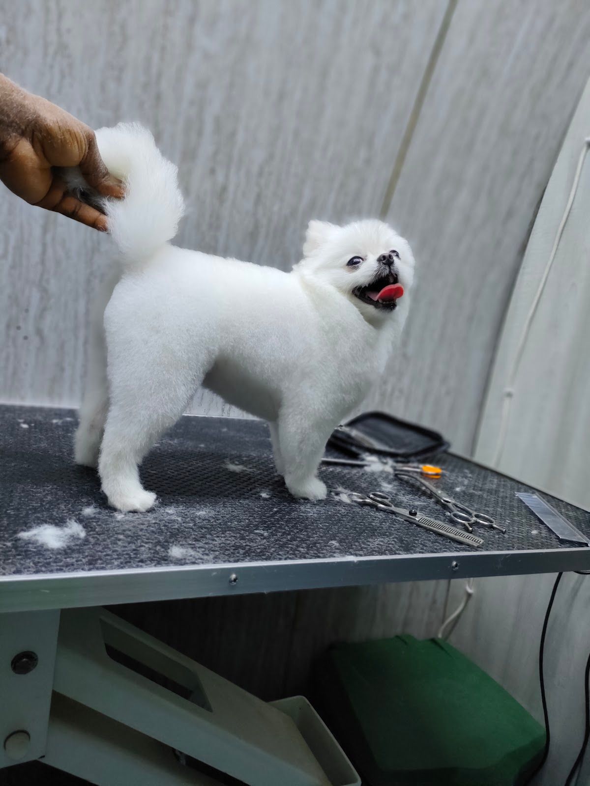 “Home Pet Grooming Dubai | The Furrys 2