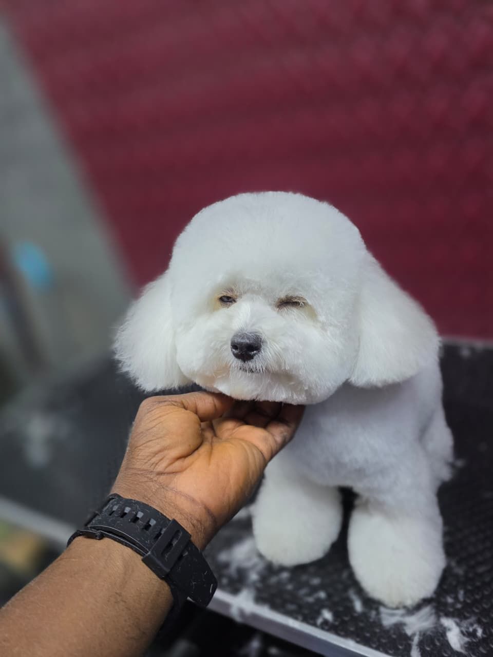 “Home Pet Grooming Dubai | The Furrys 3
