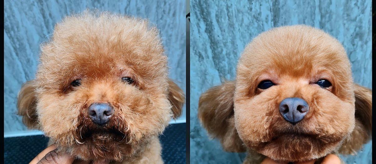 “Home Pet Grooming Dubai | The Furrys 4