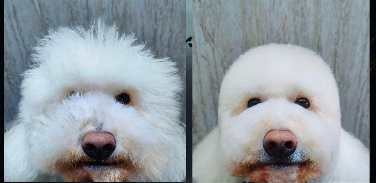 “Home Pet Grooming Dubai | The Furrys 5