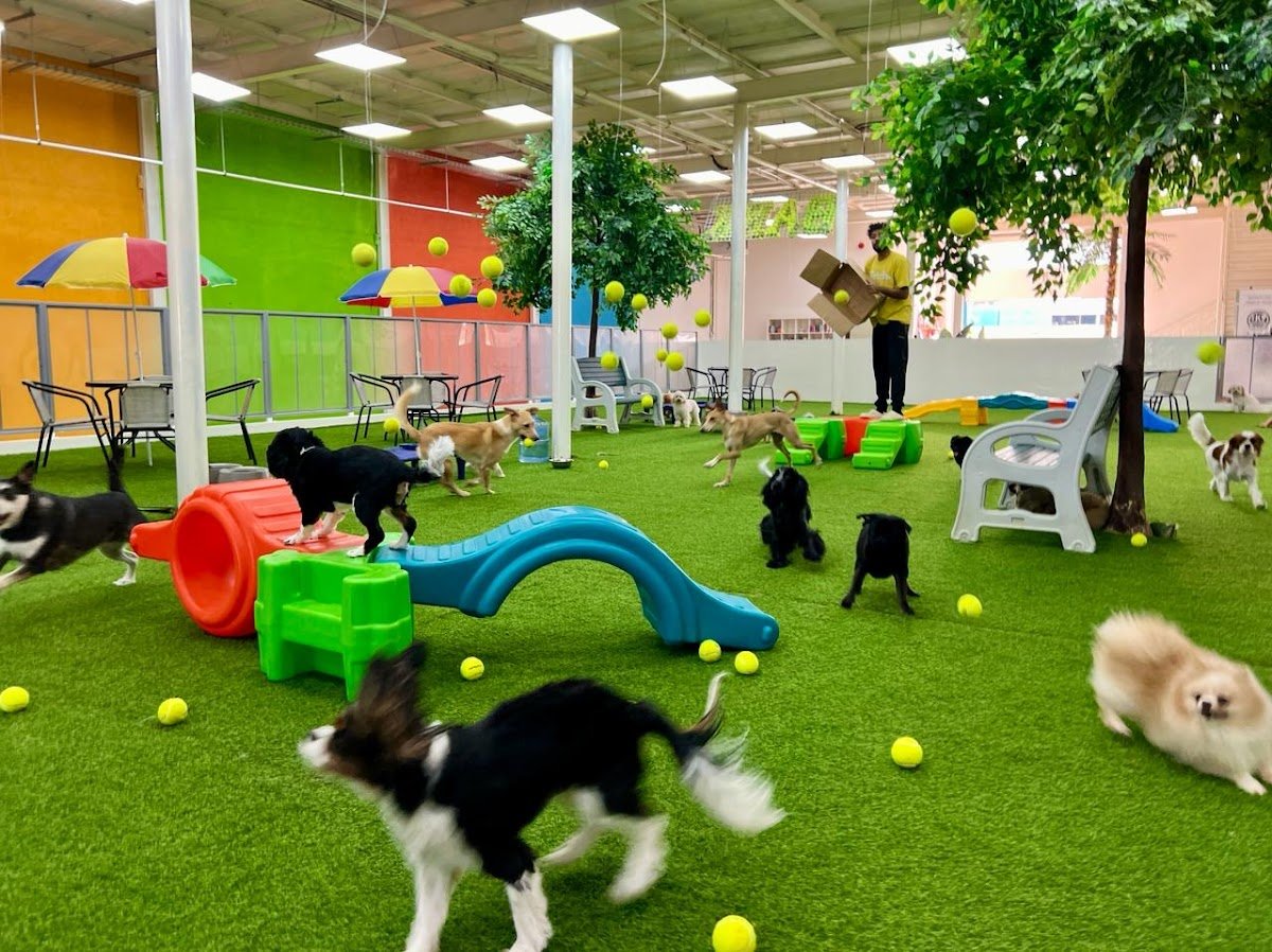 Fetch Dubai Daycare And Boarding