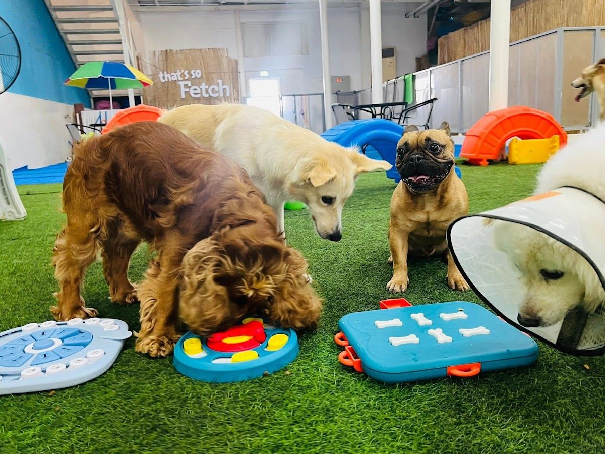 Fetch Dubai Daycare And Boarding 5